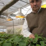 A 30 años del gran hito de la soja, los rindes no crecen