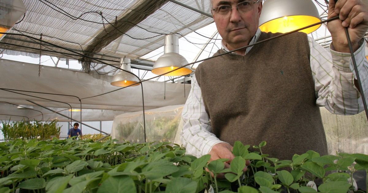 A 30 años del gran hito de la soja, los rindes no crecen