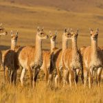 Se habilitó la venta de carne de guanaco en Santa Cruz