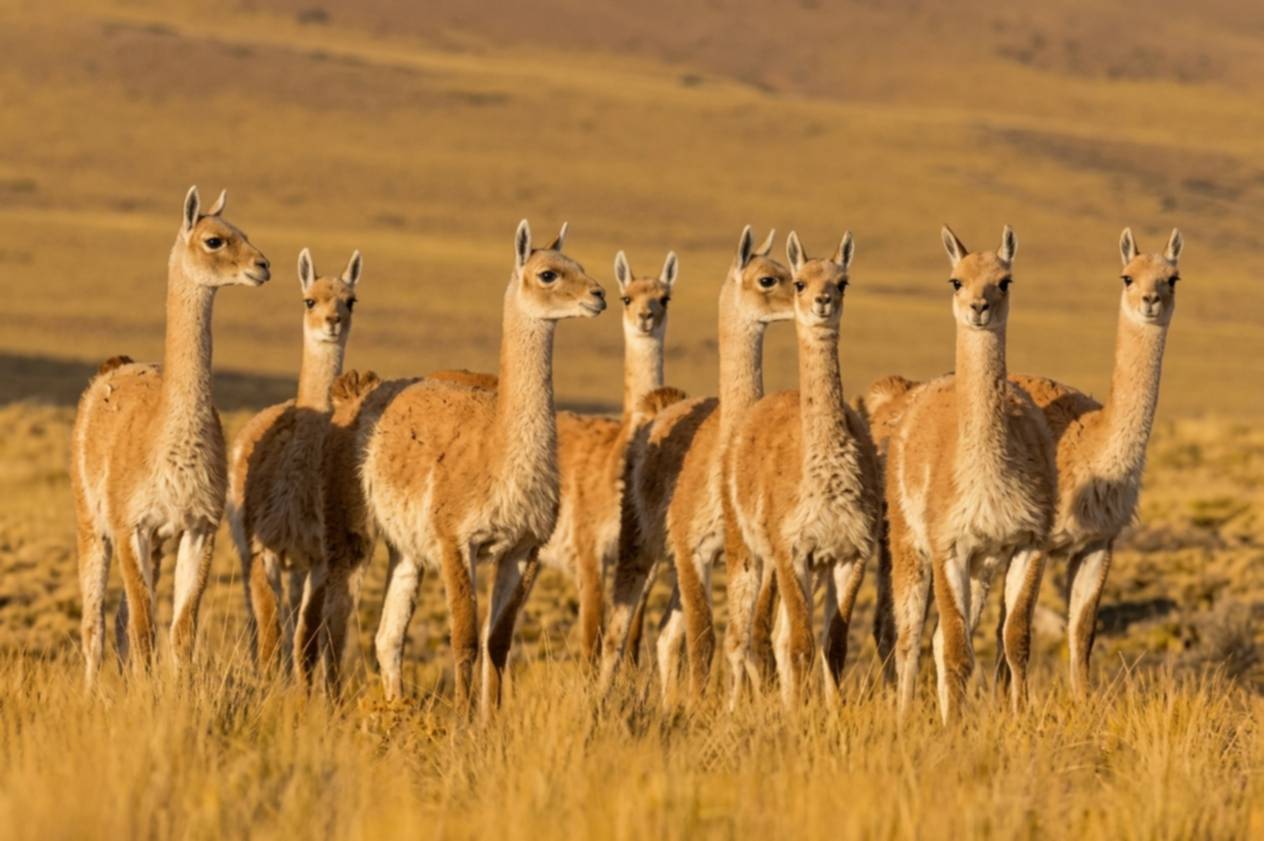 Se habilitó la venta de carne de guanaco en Santa Cruz