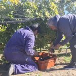 Caleta Olivia dio inicio a la “Vendimia 2026” en Chacra Municipal Punto Orgánico