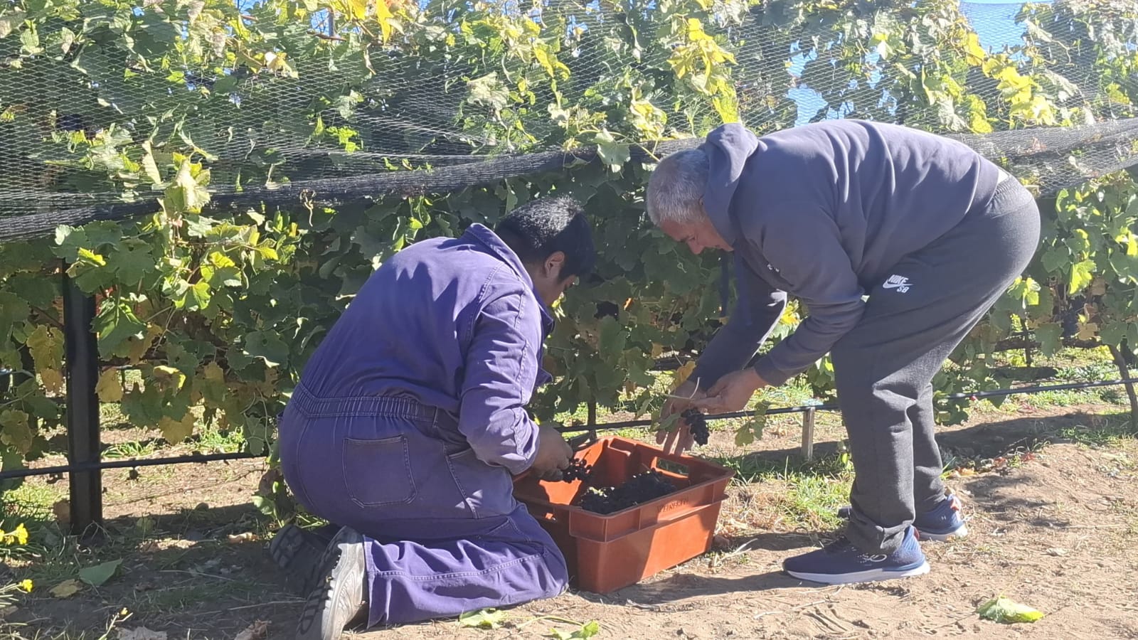 Caleta Olivia dio inicio a la “Vendimia 2026” en Chacra Municipal Punto Orgánico