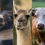 ¿Adiós al asado de vaca?: Rechazan el consumo de burros y la Sociedad Rural impulsa el de guanacos