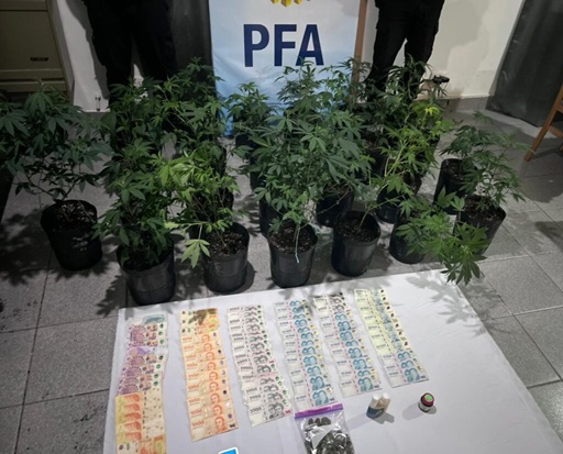 Desarticulan un cultivo indoor de marihuana tras un allanamiento en Caleta Olivia