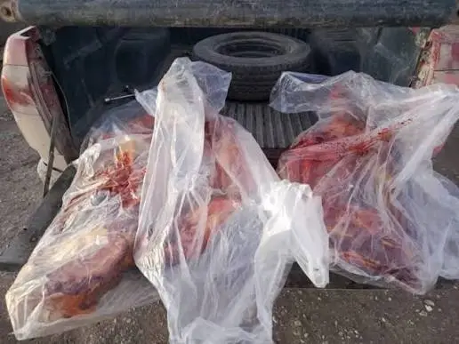 Secuestran más de 190 kilos de carne de fauna protegida y armas en un operativo sobre la Ruta 62