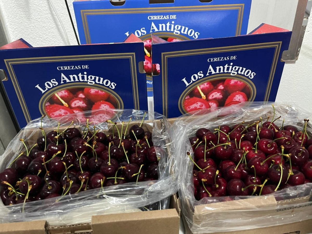 La cereza de Los Antiguos se prepara para su primera exportación con sello propio